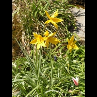 Carlina Acanthifolia (ss-esp. Cynara) (fam. Composees) (Europe) (01)